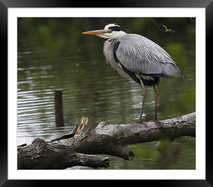 Patiently Waiting..... Framed Mounted Print by Jennie Franklin