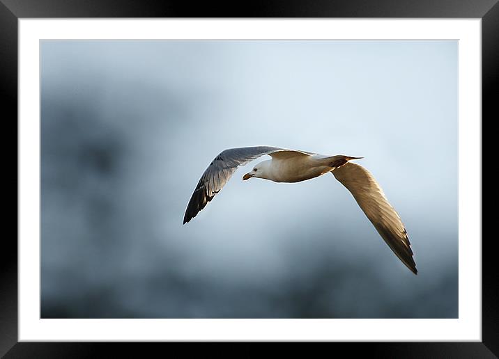 Flying into Stormy Skies Framed Mounted Print by Jennie Franklin