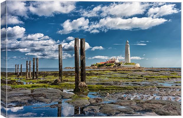 St Marys Lighthouse, Northumberland Canvas Print by Tom Hibberd