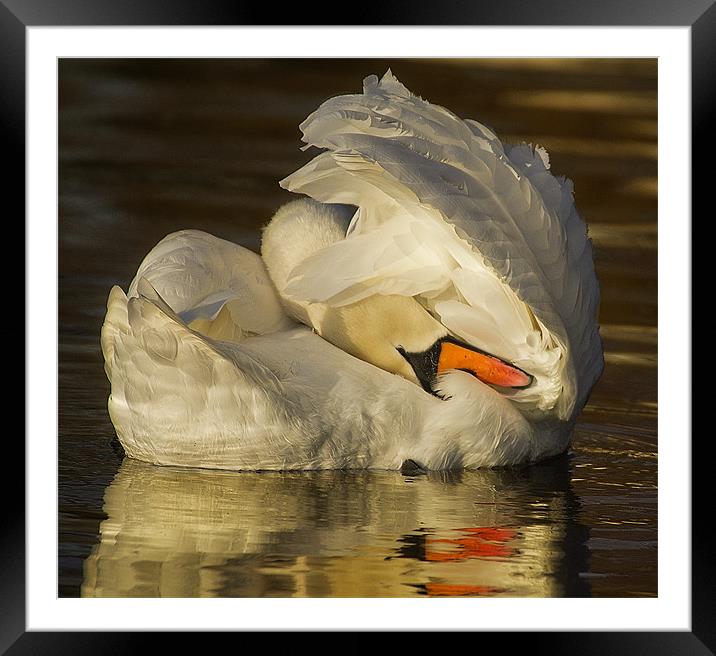 Reflective Swan Framed Mounted Print by Jennie Franklin