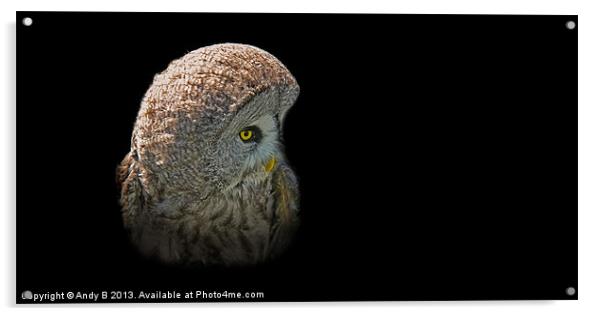 European Great Grey Owl Acrylic by Andy Bennette