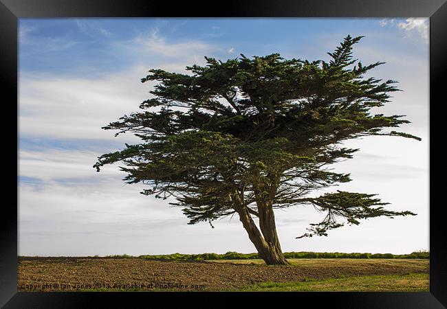 Infinity tree Framed Print by Ian Jones