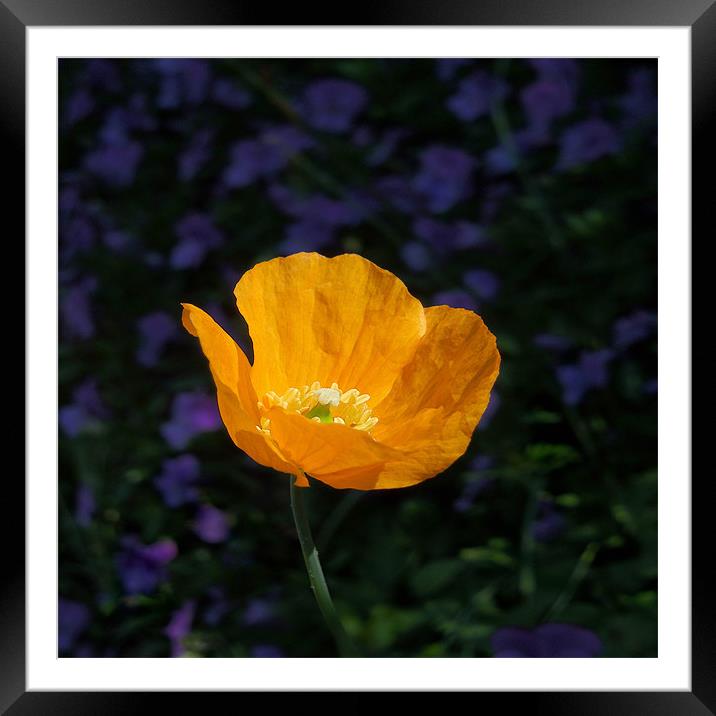 amber poppy Framed Mounted Print by Heather Newton
