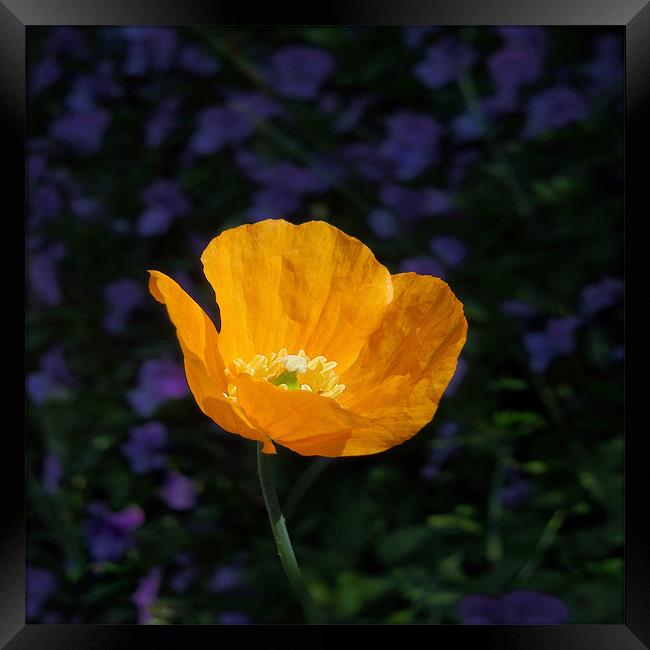 amber poppy Framed Print by Heather Newton