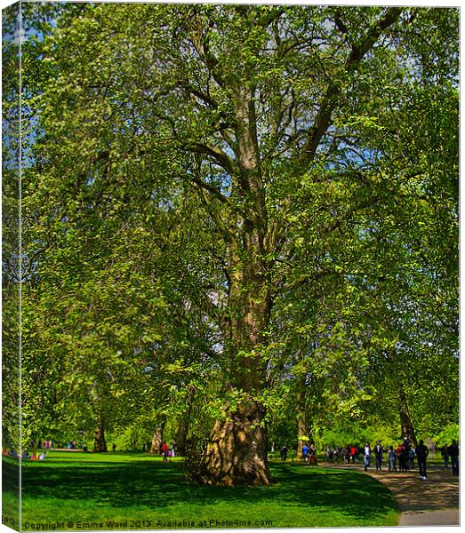 huge tree 1 Canvas Print by Emma Ward