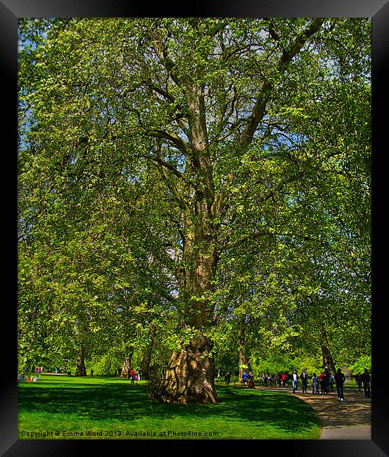 huge tree 1 Framed Print by Emma Ward