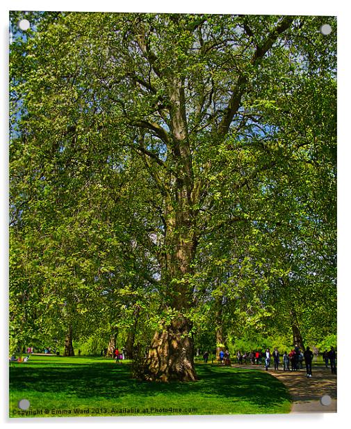huge tree 1 Acrylic by Emma Ward