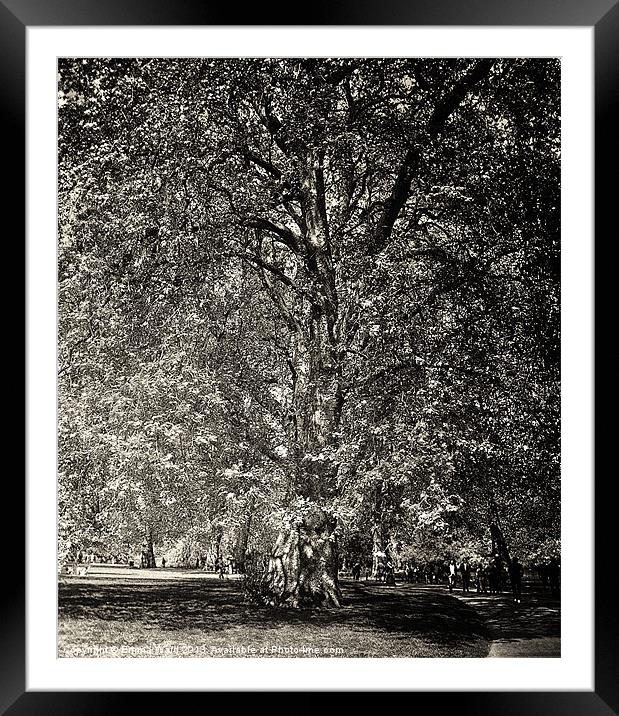 huge tree 2 Framed Mounted Print by Emma Ward