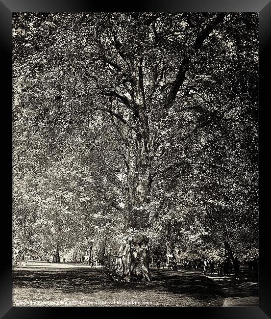 huge tree 2 Framed Print by Emma Ward