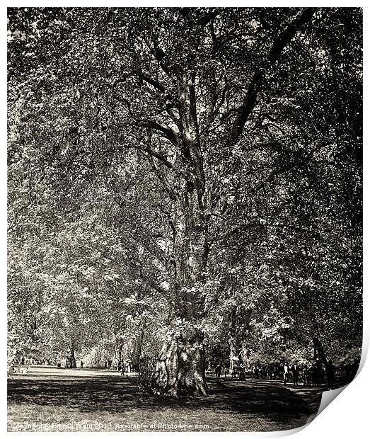 huge tree 2 Print by Emma Ward