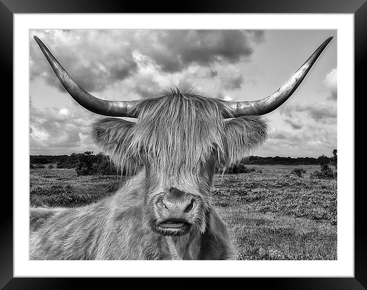 Highland Cow Mono Framed Mounted Print by Jennie Franklin
