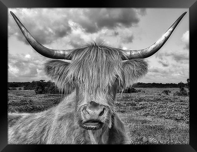 Highland Cow Mono Framed Print by Jennie Franklin