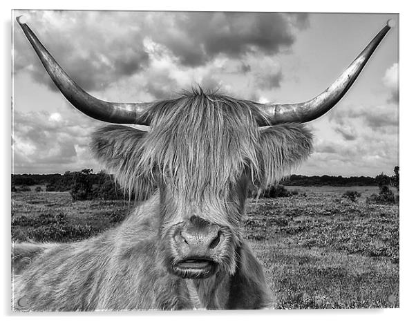 Highland Cow Mono Acrylic by Jennie Franklin