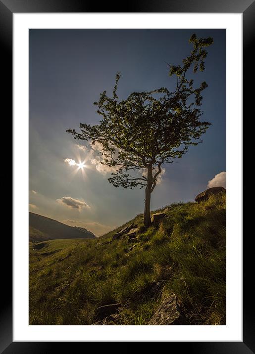 Moorland Tree Framed Mounted Print by Phil Tinkler