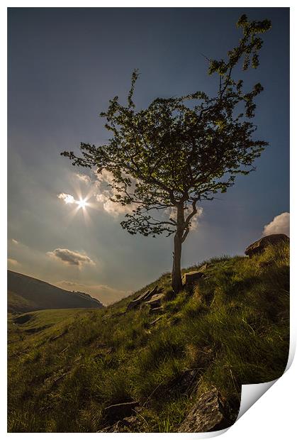 Moorland Tree Print by Phil Tinkler