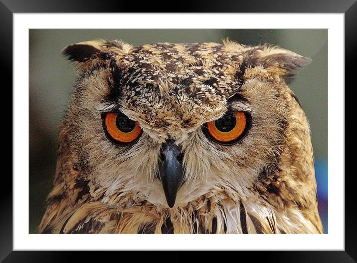 European Eagle Owl Framed Mounted Print by Mark Lee
