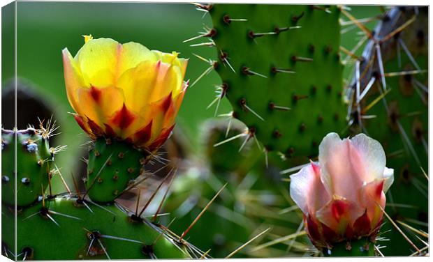 Fresh Cactus Flowers Canvas Print by Hamid Moham