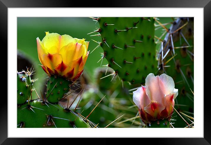 Fresh Cactus Flowers Framed Mounted Print by Hamid Moham