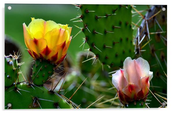 Fresh Cactus Flowers Acrylic by Hamid Moham
