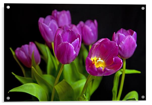 Tulips Acrylic by Paul McKenzie
