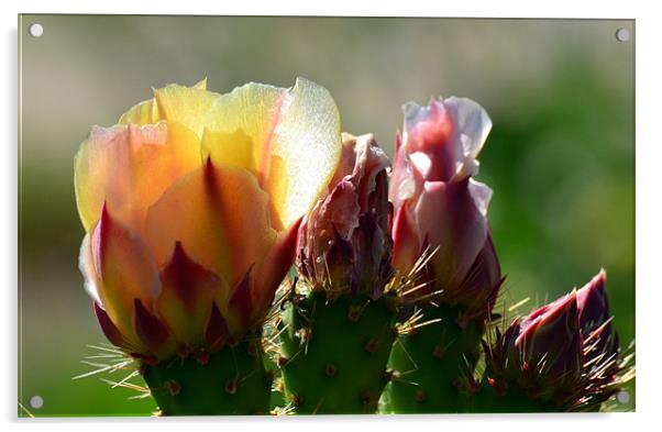 Cactus Flower Acrylic by Hamid Moham