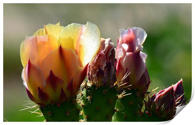 Cactus Flower Print by Hamid Moham