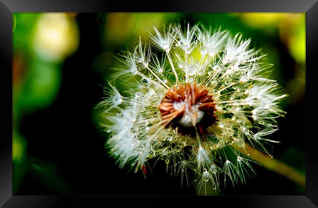 Dandelion in Rain Framed Print by Hamid Moham