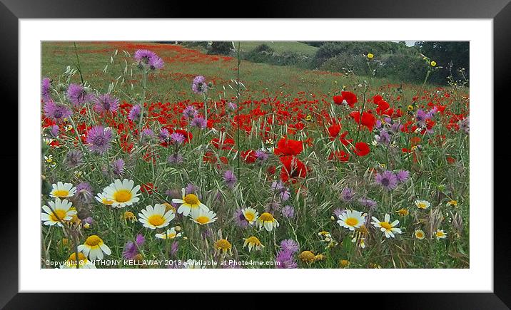 FIELDS OF COLOUR Framed Mounted Print by Anthony Kellaway