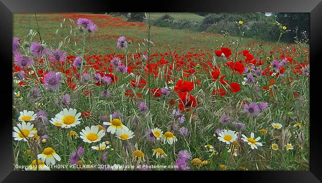 FIELDS OF COLOUR Framed Print by Anthony Kellaway