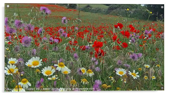 FIELDS OF COLOUR Acrylic by Anthony Kellaway