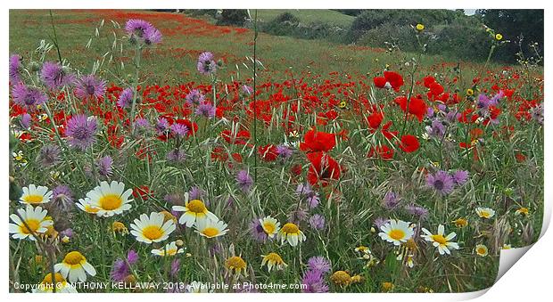 FIELDS OF COLOUR Print by Anthony Kellaway