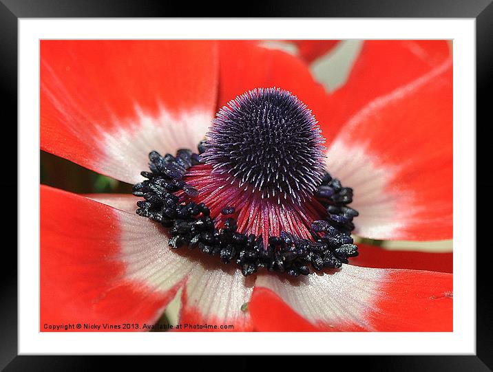 Anemone shine Framed Mounted Print by Nicky Vines