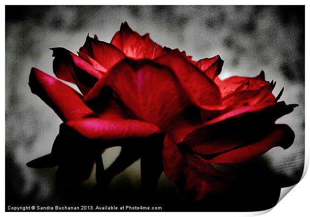 Deep Pink Rose Print by Sandra Buchanan