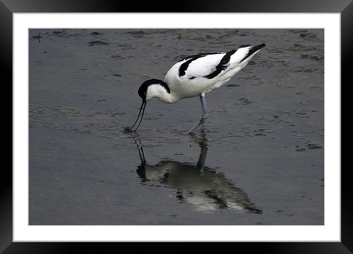 Avocet feeding with reflection Framed Mounted Print by Bill Simpson