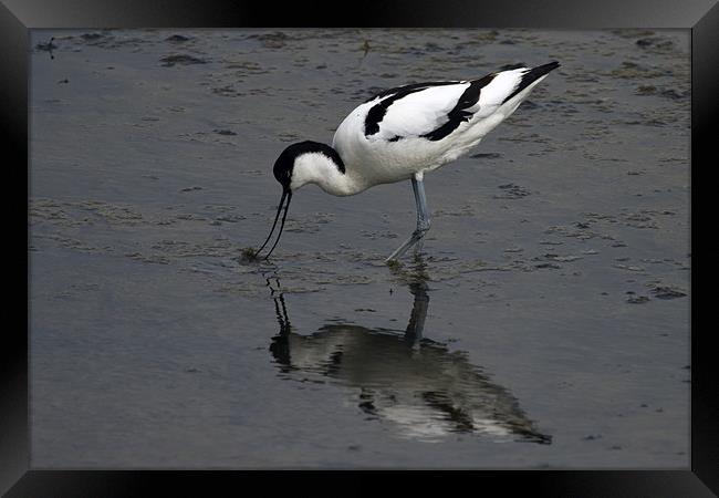 Avocet feeding with reflection Framed Print by Bill Simpson