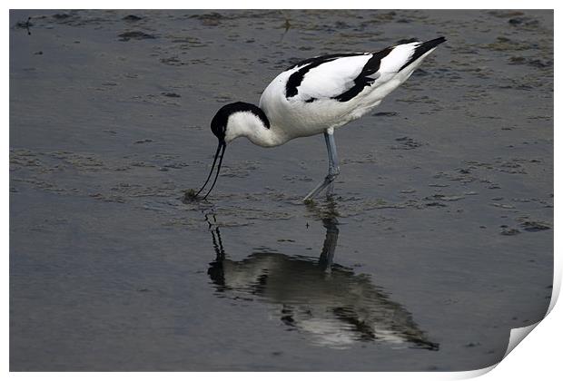 Avocet feeding with reflection Print by Bill Simpson