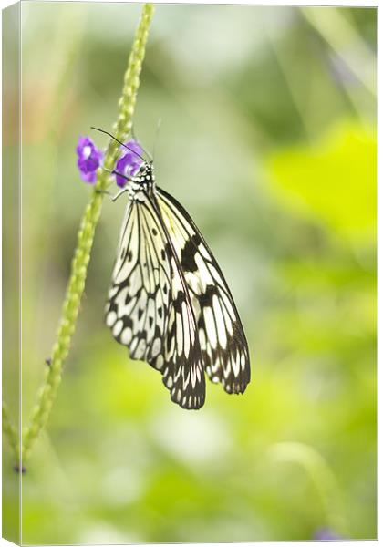 butterfly Canvas Print by jane dickie