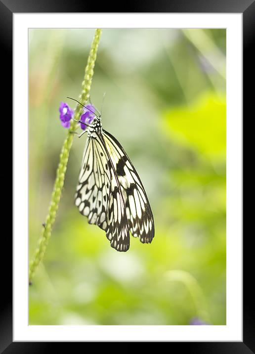 butterfly Framed Mounted Print by jane dickie