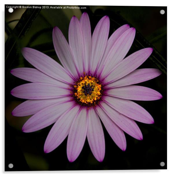 Daisy flower Acrylic by Gordon Bishop