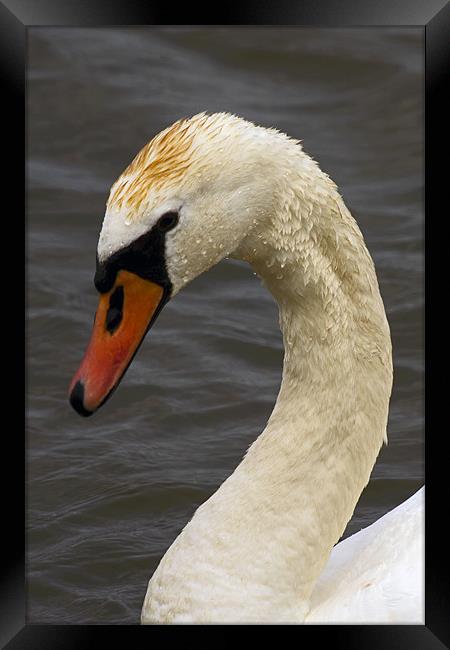Mute Swan Portrait Framed Print by Bill Simpson