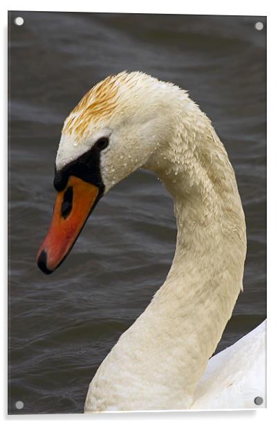 Mute Swan Portrait Acrylic by Bill Simpson