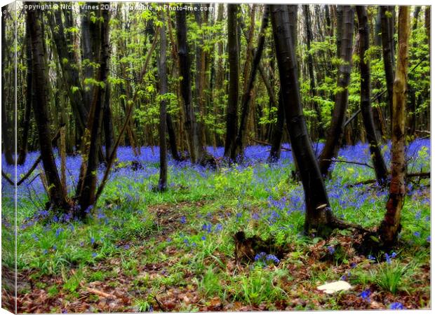 Blubells in the rain.. Canvas Print by Nicky Vines