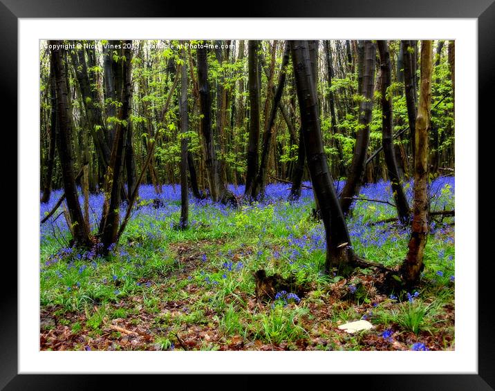 Blubells in the rain.. Framed Mounted Print by Nicky Vines