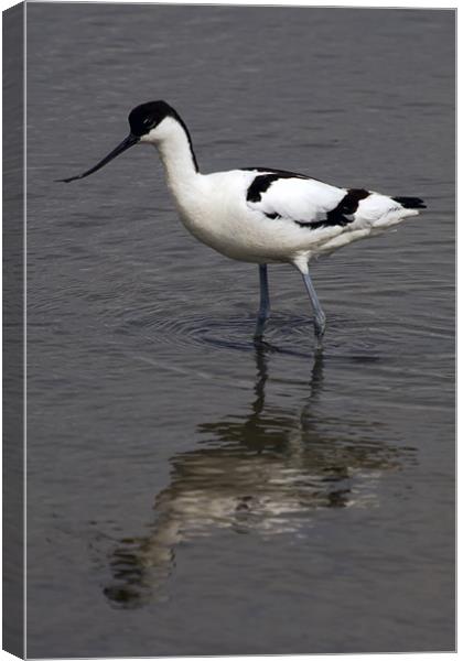 Avocet Reflected at Titchwell Canvas Print by Bill Simpson