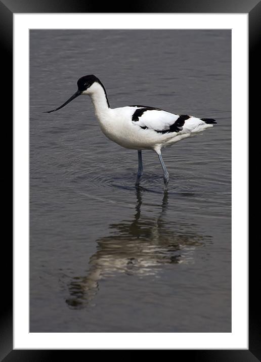Avocet Reflected at Titchwell Framed Mounted Print by Bill Simpson
