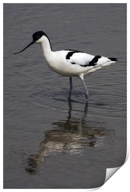 Avocet Reflected at Titchwell Print by Bill Simpson