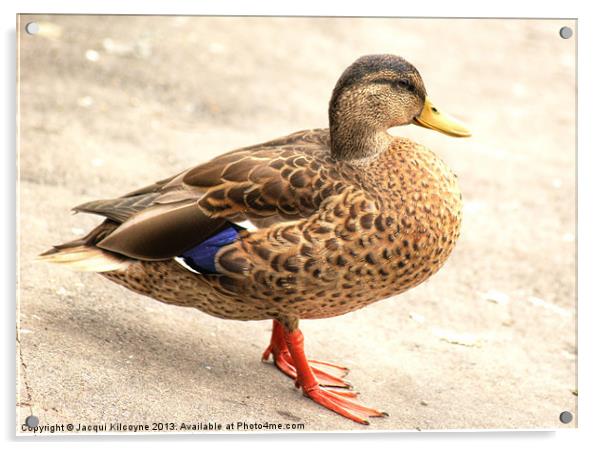 The Mallard Duck Acrylic by Jacqui Kilcoyne