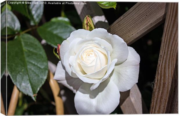 White rose Canvas Print by Thanet Photos