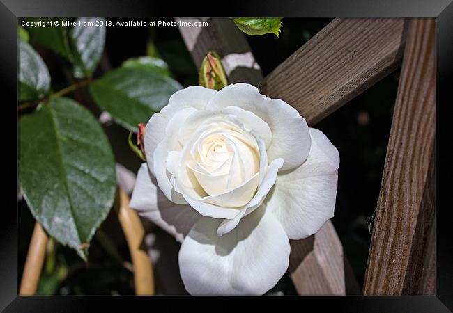 White rose Framed Print by Thanet Photos