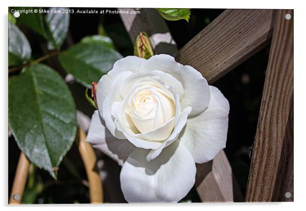 White rose Acrylic by Thanet Photos